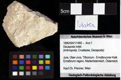 Foto (Objket + Etiketten) von Decapoda indet. 